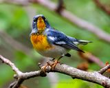 NORTHERN PARULA