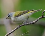 TENNESSEE WARBLER