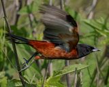 ORCHARD ORIOLE