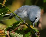BLUE-GRAY GNATCATCHER