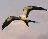 SWALLOW-TAILED KITE