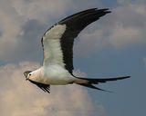 SWALLOW-TAILED KITE