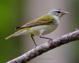 TENNESSEE WARBLER