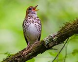 WOOD THRUSH