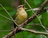 WORM-EATING WARBLER