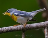 NORTHERN PARULA