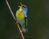 NORTHERN PARULA