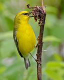 BLUE-WINGED WARBLER