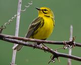 PRAIRIE WARBLER