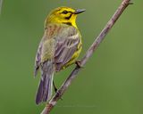 PRAIRIE WARBLER