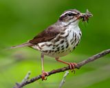 LOUISIANA WATERTHRUSH