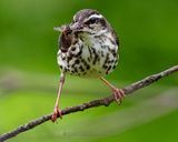 LOUISIANA WATERTHRUSH