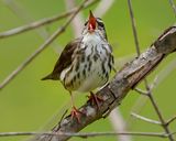 LOUISIANA WATERTHRUSH