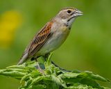 DICKCISSEL ♀