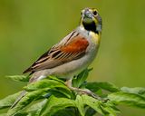 DICKCISSEL
