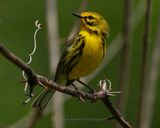 PRAIRIE WARBLER