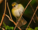 WHITE-EYED VIREO