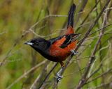 ORCHARD ORIOLE