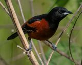 ORCHARD ORIOLE