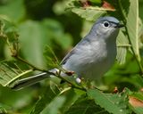 BLUE-GRAY GNATCATCHER