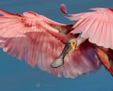 ROSEATE SPOONBILL