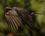 SNAIL KITE ♂