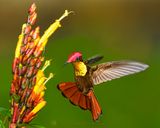 RUBY-TOPAZ HUMMINGBIRD