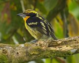 GUILDED BARBET