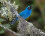 MASKED FLOWERPIERCER