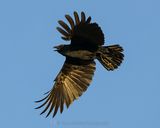 AMERICAN CROW