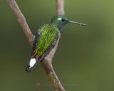 PURPLE-BIBBED WHITETIP