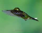 PURPLE-BIBBED WHITETIP