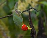 RED-HEADED BARBET