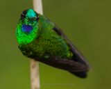 GREEN-CROWNED BRILLIANT ♂