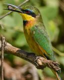 LITTLE BEE-EATER