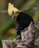 BLOND-CRESTED WOODPECKER