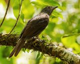 CINNAMON-VENTED PIHA