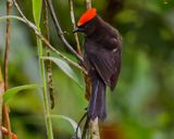 FLAME-CRESTED TANAGER