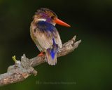 AFRICAN PYGMY KINGFISHER