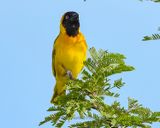 LESSER-MASKED WEAVER