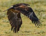 STEPPE EAGLE