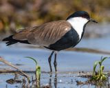 SPUR-WINGED LAPWING
