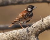 CHESTNUT-BACKED SPARROW-LARK