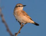 ISABELLINE WHEATEAR