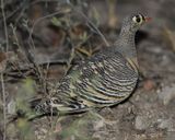 LICHTENSTEINS SANDGROUSE