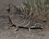 LICHTENSTEINS SANDGROUSE