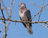LAUGING DOVE