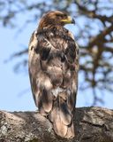 TAWNY EAGLE