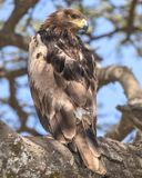 TAWNY EAGLE