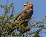 TAWNY EAGLE